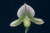 Paph. Hsinying Almachi